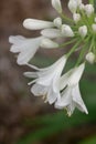 White Agapanthus Flower Macro Closeup