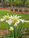 White Agapanthus flowers blooming in a homeowner`s garden.