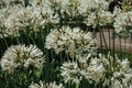 White Agapanthus flowers in a leafy garden