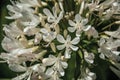 White Agapanthus flowers in a leafy garden