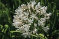 White Agapanthus flowers in a leafy garden