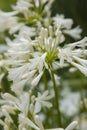 White Agapanthus of South Africa closeup