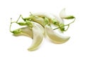 White Agasta Sesbania grandiflora on white background ,Thai vegetable , Edible flower, Herb.
