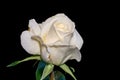 White aged rose blossom macro on black background Royalty Free Stock Photo