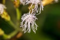 White Ageratum Houstonianum (or Floss Flower, Blue Mink, Blueweed, Foot, Mexican Paintbrush) Royalty Free Stock Photo