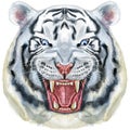 Hand drawn Tiger. Watercolor drawing white tiger head, blue eyes