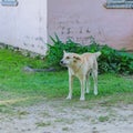 White agressive homless stray dog on the street