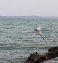 A white aigrette Royalty Free Stock Photo