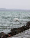 A white aigrette Royalty Free Stock Photo