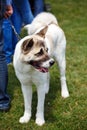 White alabai big dog standing on the grass Royalty Free Stock Photo