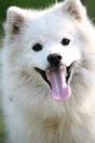 White Alaskan Eskimo dog