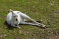 White Albino Australian Western Grey Kangaroo in Natural Setting