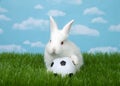 Baby bunny on soccer ball in green grass Royalty Free Stock Photo