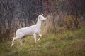 WHite deer albino stag albinism at animals roebuck Royalty Free Stock Photo