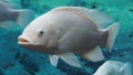 White albino fish rare aquarium fish