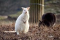 White albino kangaroo