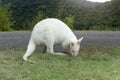 White albino kangaroos graze on the roadside.