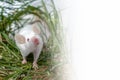 White albino laboratory mouse sitting in green dried grass, hay with copy space. Cute little rodent muzzle close up, pet Royalty Free Stock Photo