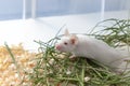 White albino laboratory mouse sitting in green dried grass, hay with copy space. Cute little rodent muzzle close up, pet animal Royalty Free Stock Photo