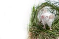 White albino laboratory mouse sitting in green dried grass, hay with copy space. Cute little rodent muzzle close up, pet animal Royalty Free Stock Photo