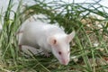 White albino laboratory mouse sitting in green dried grass, hay. Cute little rodent muzzle close up, pet animal concept Royalty Free Stock Photo