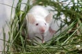 White albino laboratory mouse sitting in green dried grass, hay. Cute little rodent muzzle close up, pet animal concept Royalty Free Stock Photo