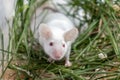 White albino laboratory mouse sitting in green dried grass, hay. Cute little rodent muzzle close up, pet animal concept Royalty Free Stock Photo