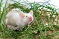 White albino laboratory mouse sitting in green dried grass, hay. Cute little rodent muzzle close up, pet animal concept