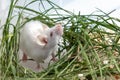 White albino laboratory mouse sitting in green dried grass, hay. Cute little rodent muzzle close up, pet animal concept Royalty Free Stock Photo