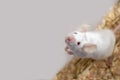 White albino laboratory mouse sitting a plastic box, cute little rodent muzzle close up, pet animal concept with copy space