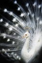 White Albino Peacock Royalty Free Stock Photo