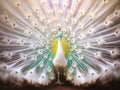 White albino peacock spreading out feathers