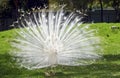 White albino peacock Royalty Free Stock Photo