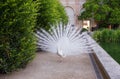 White albino Peacock Royalty Free Stock Photo