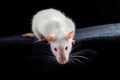 White albino pet rat with red eyes on black background Royalty Free Stock Photo