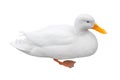 White albino rare bird duck, isolated on white background Royalty Free Stock Photo