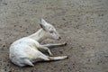 Newborn baby white albino roe deer