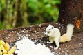 White albino squirrel