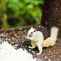 White albino squirrel
