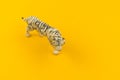 White albino tiger toy made of plastic on a yellow background Royalty Free Stock Photo