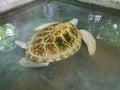 White albino turtle swims in the pool. Turtle farm in Sri Lanka