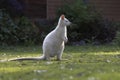 White albino wallaby in the neighborhood