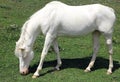 albino young horse while grazing in mountain