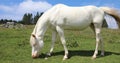 white albino young horse while grazing in mountain Royalty Free Stock Photo