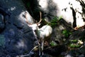 White albinos mountain deer