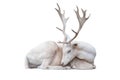 White albus deer lay Royalty Free Stock Photo