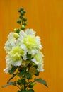 White alcea rosea or hollyhock flower