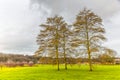 White Alder tree, Alnus incana