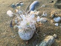 White algae growing on the rock