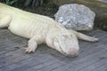 White Alligator